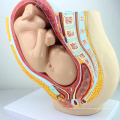 ANATOMY10 (12448) Clinical medicine Pregnancy Pelvis - 40 Week Infant, Anatomy Models Pregnancy Pelvis with Mature Fetus